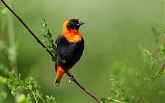 Southern Red Bishop